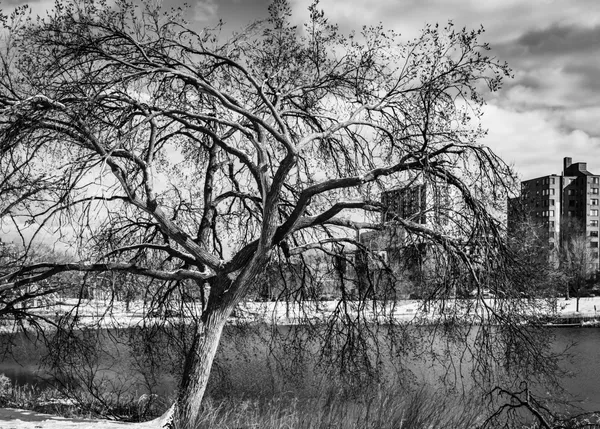 Man hospitalized after afternoon shooting in Minneapolis’ Loring Park; woman arrested as suspect sought